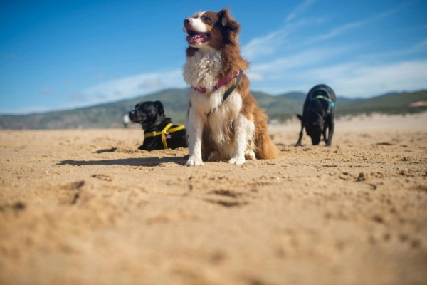 perros disfrutando al aire libre